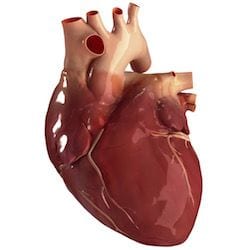 Cardiologo en San Luis Potosi Dr Josue Alejandro Silva v005 compressor